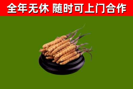 锦江区烟酒回收冬虫夏草.jpg